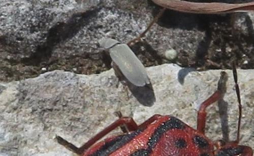 Réf. 323 947 : Danacea sp.